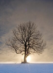 tree, nature, sunbeams, snow, winter tree, sun, winter, clouds, morning sun, winter tree, sun, sun, sun, sun, sun, morning sun